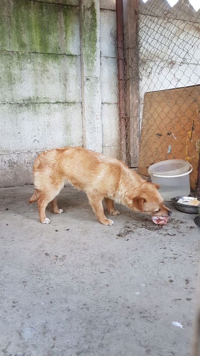 SYLVIA - femelle croisée de petite taille - 6 kg - Née en mai 2018- PASCANI -REMEMBER ME LAND - Adoptée par Christina (13)  60721210