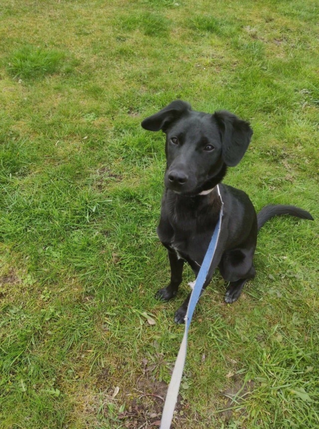 PEDRO - Chiot mâle de taille petite à moyenne à l'âge adulte - Né environ début juin 2020 -  adopté par Bastien en Belgique Receiv95