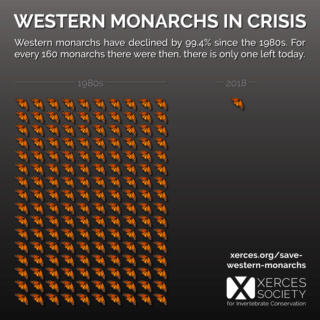 Monarch Butterfly Crisis Wester10