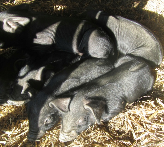 Contrat viande de porc noir Gascon 2021-2022 Porcel10