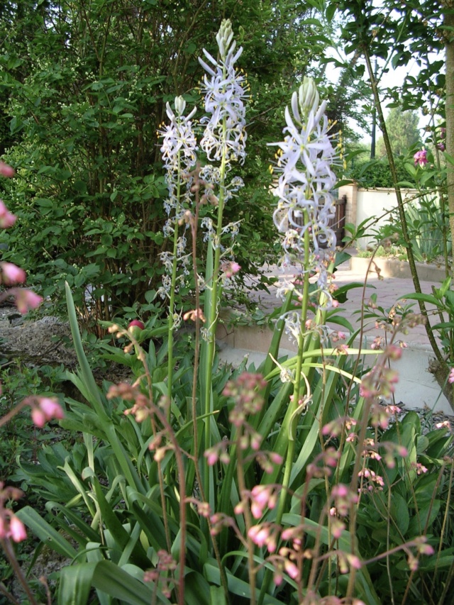 Camassia  , le genre  Dscn3216