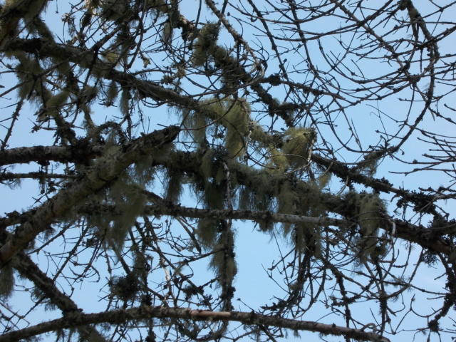 Mousses, lichens et autres fantaisies de l'hiver Dscn6411