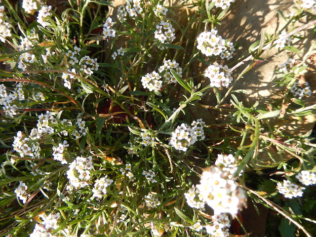 Lobularia maritima - alysson maritime Dscn8517