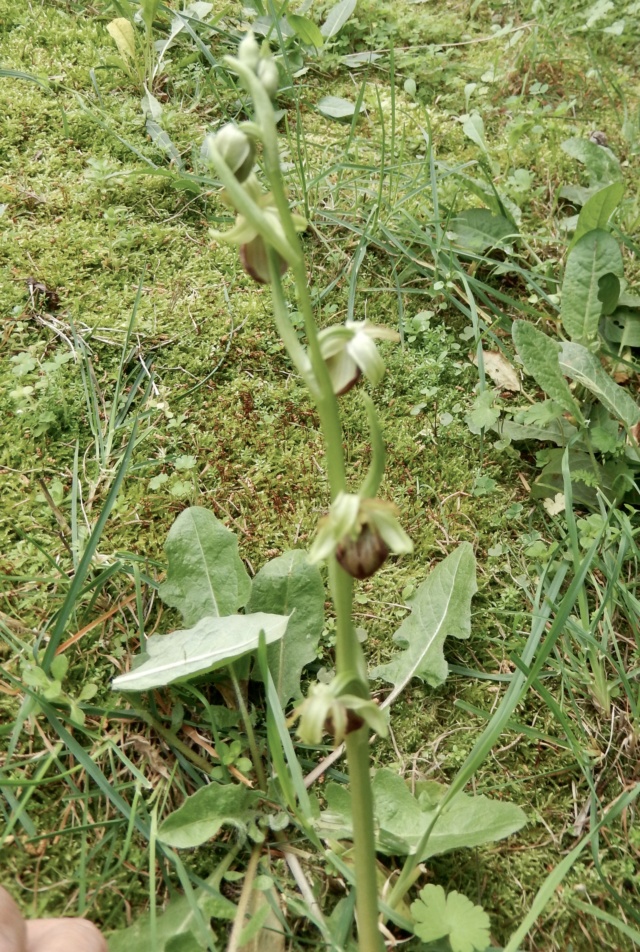 Ophrys - Orchidée sauvage - Ophrys à identifier Dscn8728
