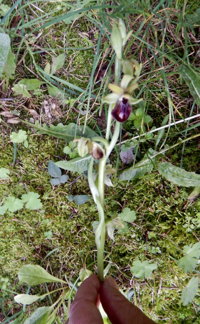 Ophrys - Orchidée sauvage - Ophrys à identifier Dscn8729