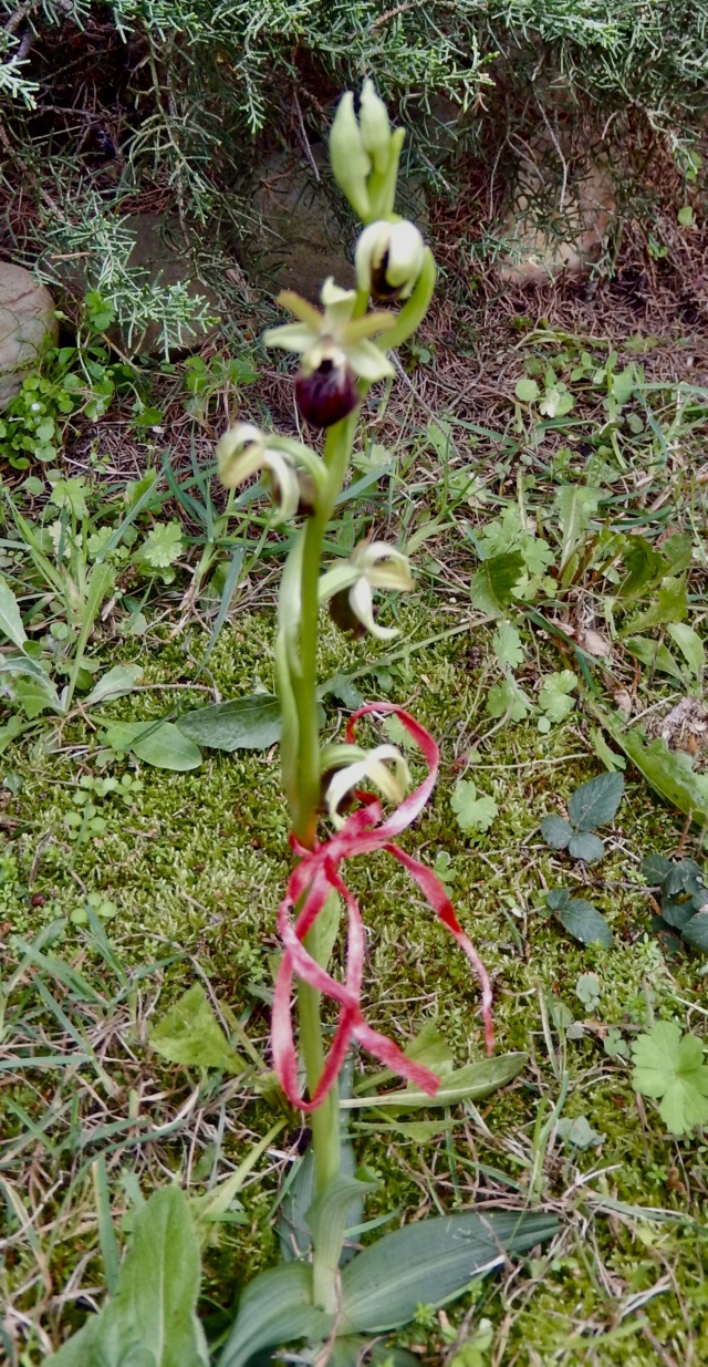 Ophrys - Orchidée sauvage - Ophrys à identifier Dscn8730