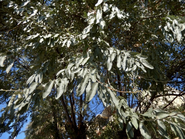 Eleagnus angustifolia - arbre identifié Dscn8931