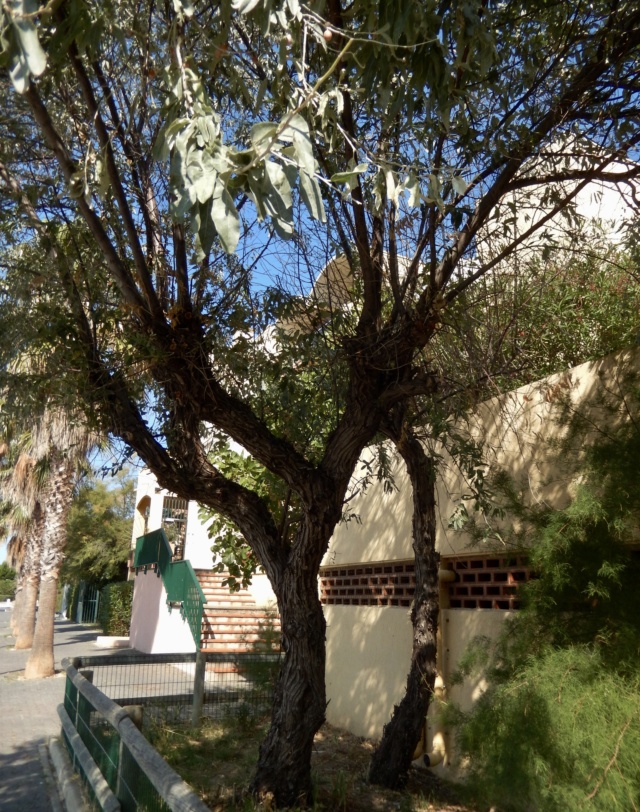 Eleagnus angustifolia - arbre identifié Dscn8932