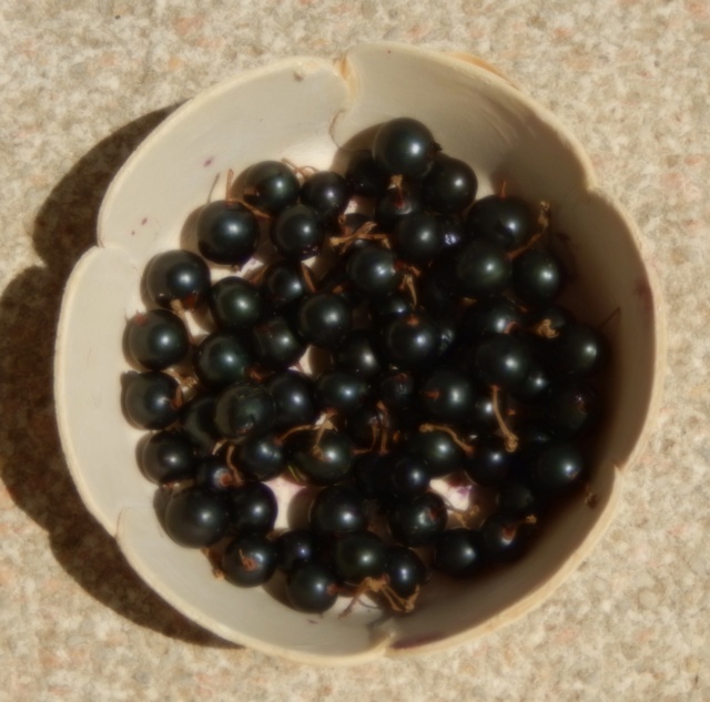 Ribes aureum (= Ribes odoratum) - groseiller doré  Dscn9210