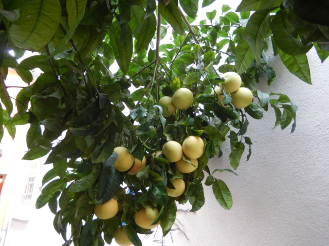 Citrus paradisi - pomélo Dscn9432