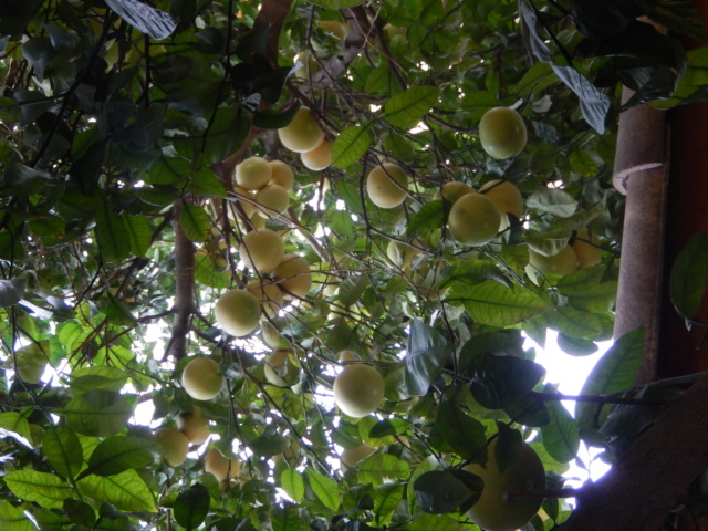 Citrus paradisi - pomélo Dscn9433