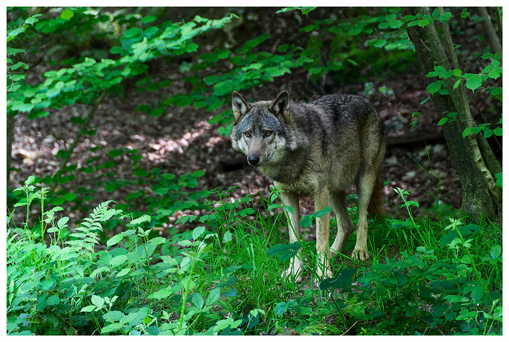 Loulou sous ombrages Loup_s10