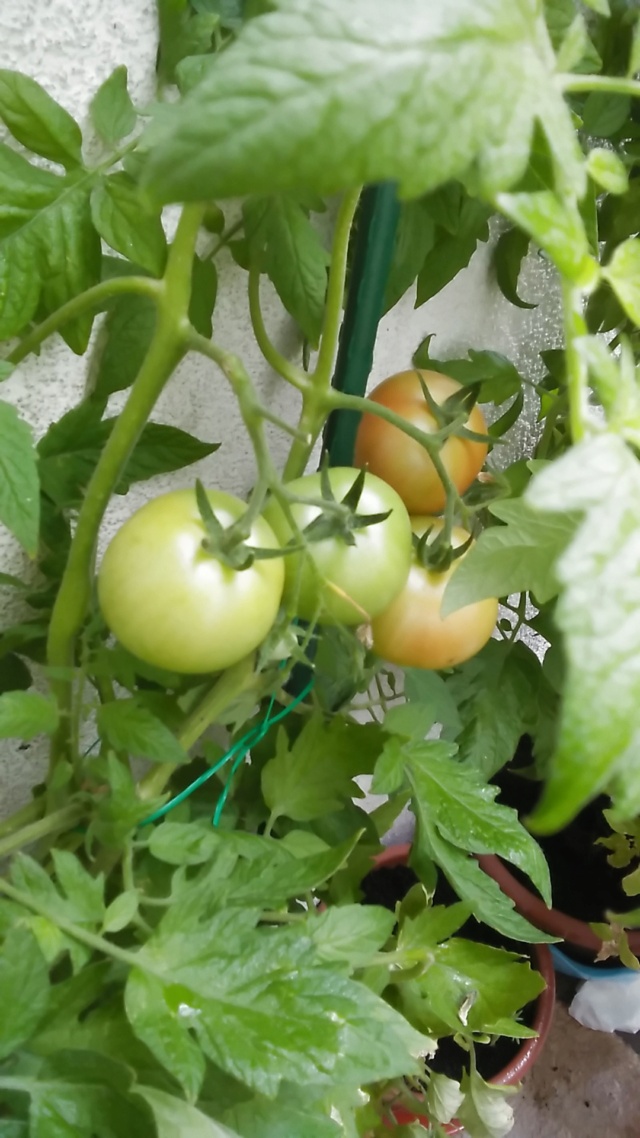 Les tomates de mon ex Img-2107