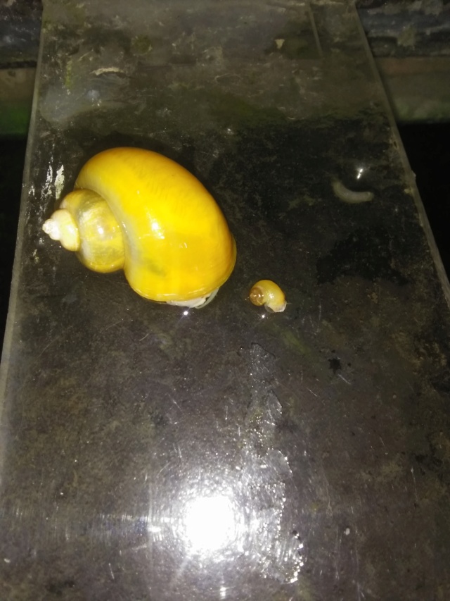 Escargots ampullaires (Ile de France) Img_2414