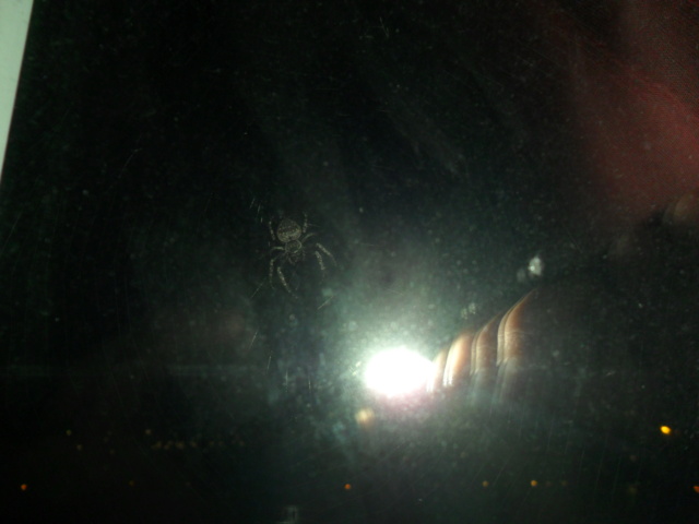 Cette araignée a élue domicile entre ma vitre et mon volet roulant Sam_8734