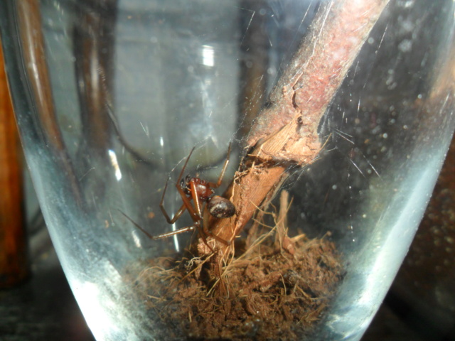 Cette araignée a élue domicile entre ma vitre et mon volet roulant Sam_9636