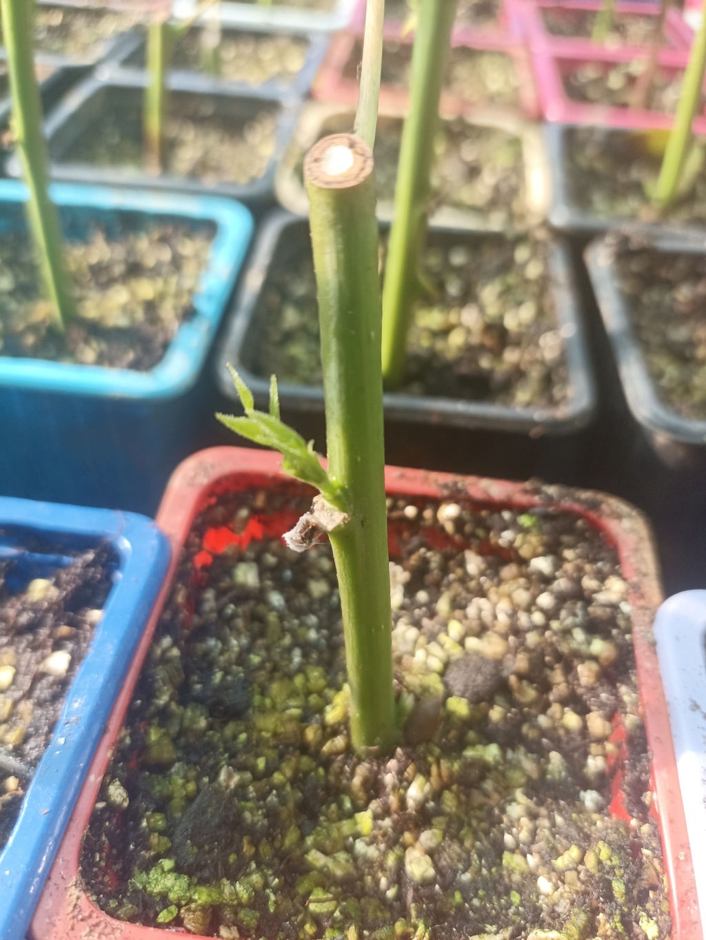 Erytrina x Bidwillii 16591911