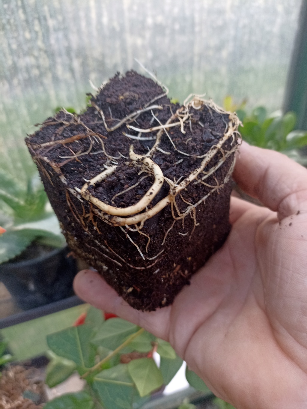 Erytrina x Bidwillii 16653312
