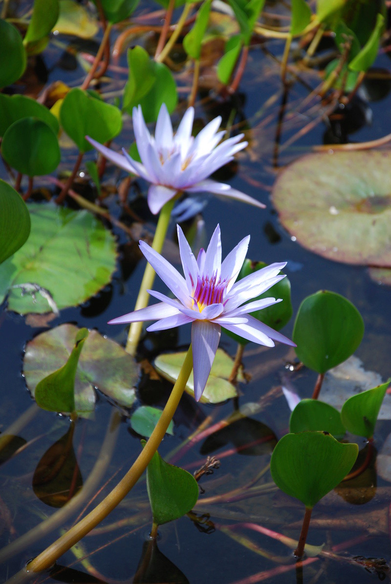 Les exotiques de Nagol (2019) Dsc_1710