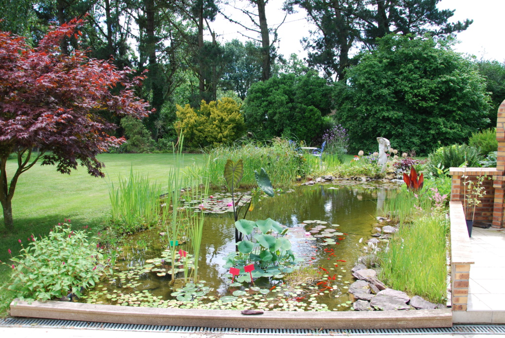 Jardin d'eau de Logan - Page 2 Dsc_2129