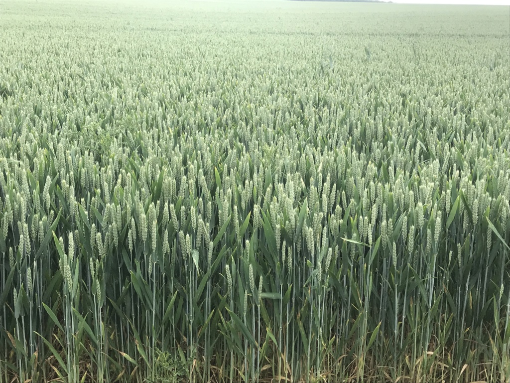 suivi blé tendre 2019 0604f110