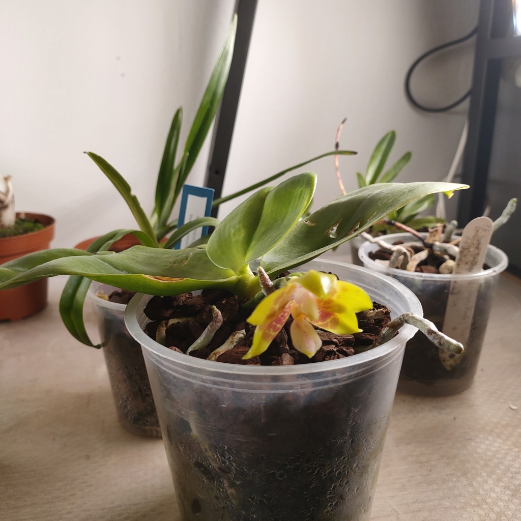 Phalaenopsis .... Img20216