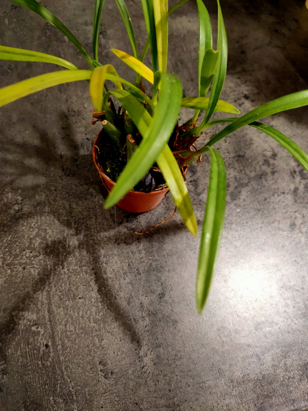 Maxillaria schunkeana Img20218