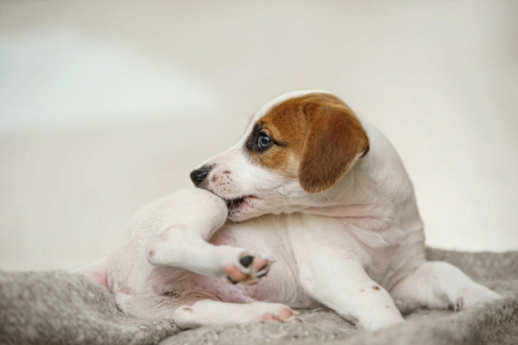 SARNA EM CÃES - SAIBA COMO IDENTIFICAR E TRATAR ESTE PROBLEMA  Duvida10