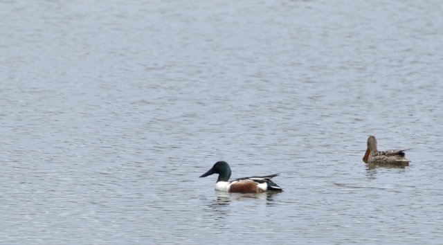 Couple de canard souchet Canard13