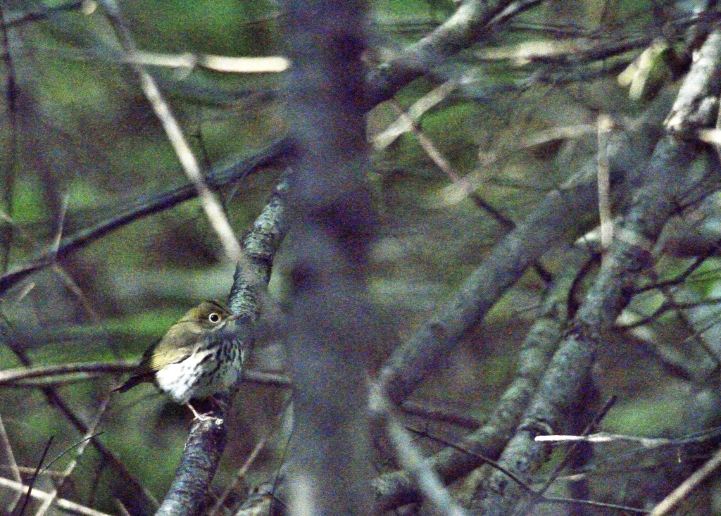 Je pense à la paruline couronnées ? Paruli22