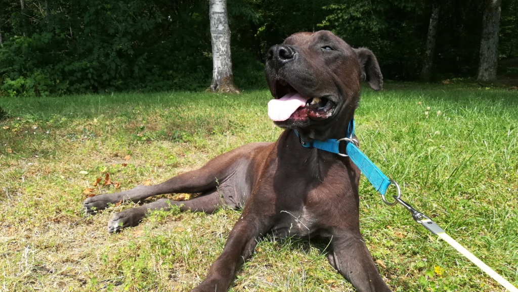 SULTAN , mâle croisé Amstaff, 7 ans, 38 kilos - Page 3 Img_2012