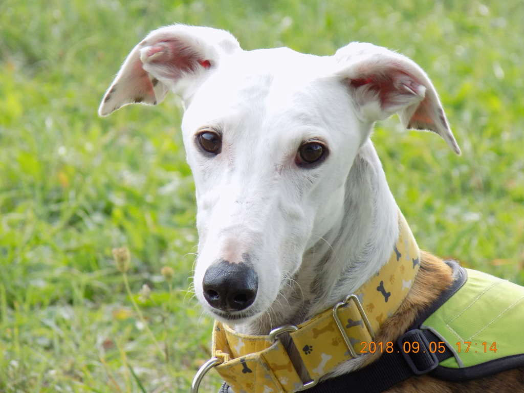 Buck galgo blanc et bringé de 4 ans Adopté Dscn6610
