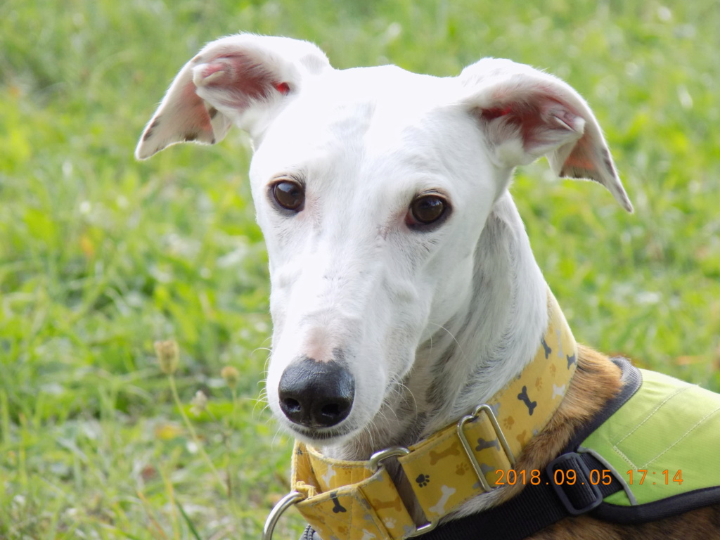 Buck galgo blanc et bringé de 4 ans Adopté  Dscn6610