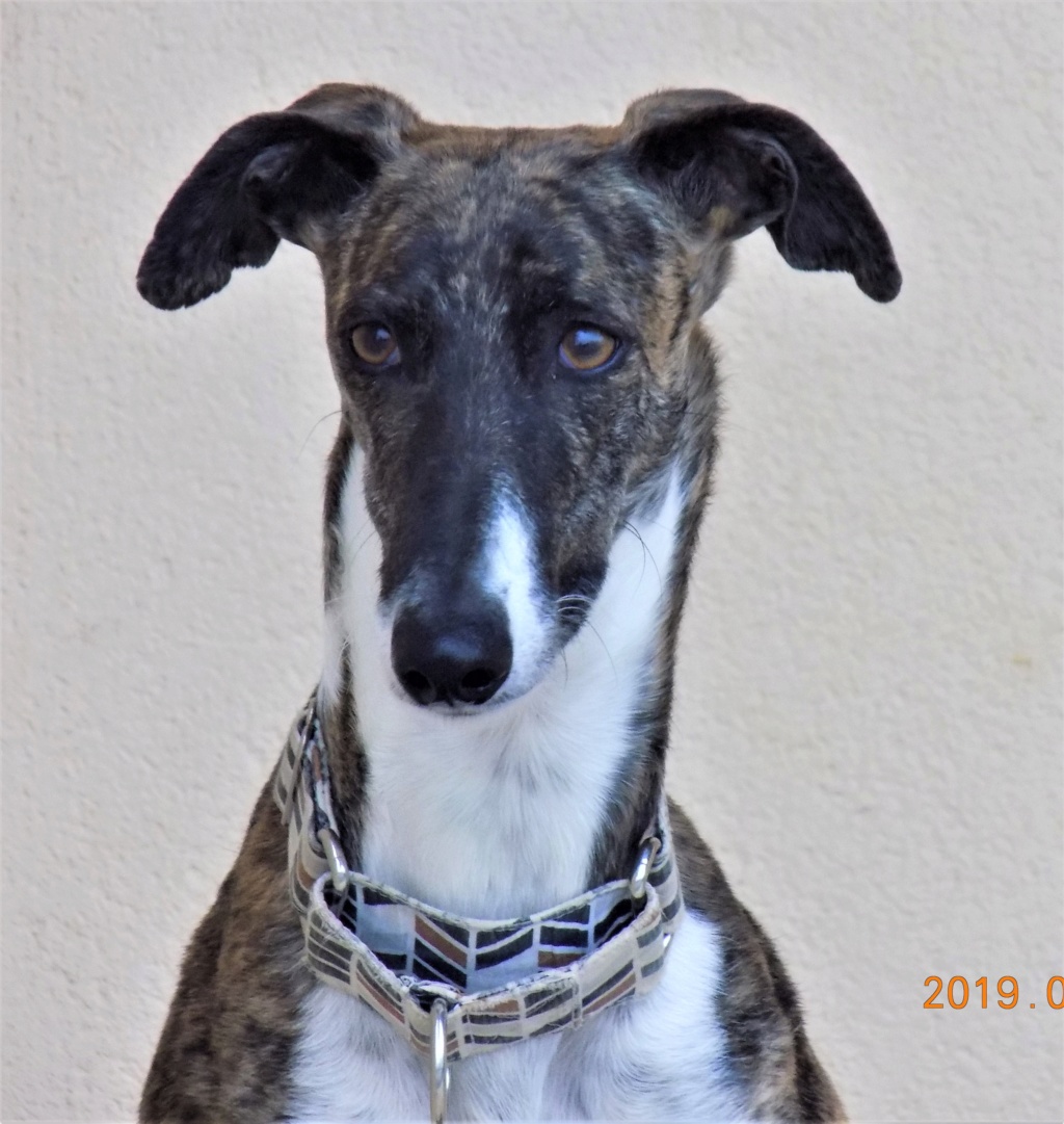 Gaviota ,petite galga toute douce Adoptée Dscn8011