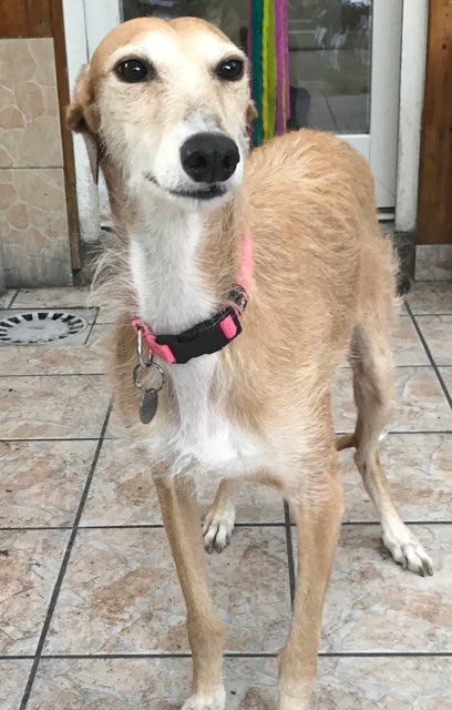 yosifa un amour de galga Adoptée - Page 2 Fullsi11