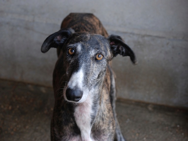 PATIA , GALGA DE 5ANS, TRISTE AU REFUGE Patia-12