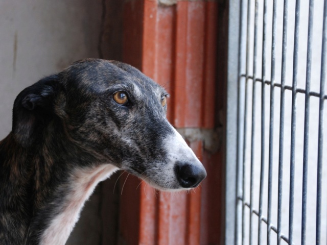 PATIA , GALGA DE 5ANS, TRISTE AU REFUGE Patia-14