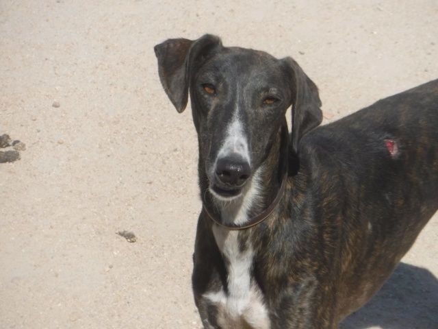 Soka, galga bringée de 2 ans Soka-f10