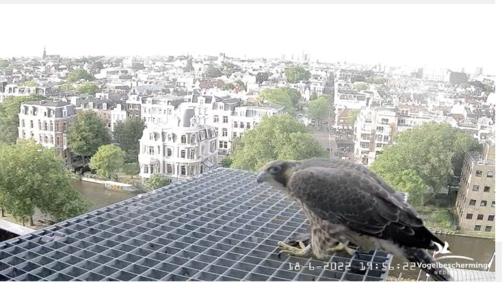 Amsterdam/Rijksmuseum screenshots © Beleef de Lente/Vogelbescherming Nederland - Pagina 29 Sche1114