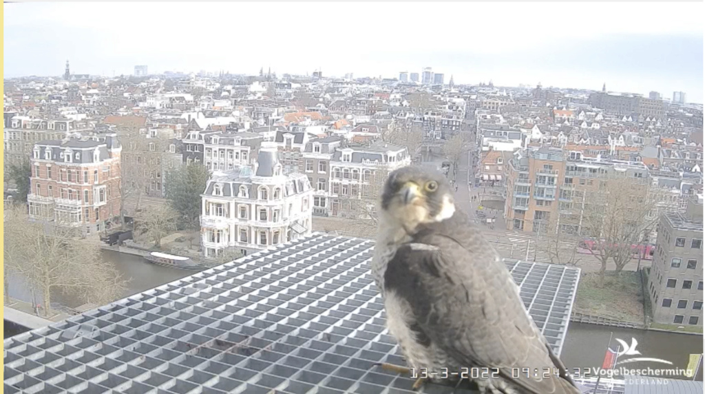 Amsterdam/Rijksmuseum screenshots © Beleef de Lente/Vogelbescherming Nederland - Pagina 2 Scher595