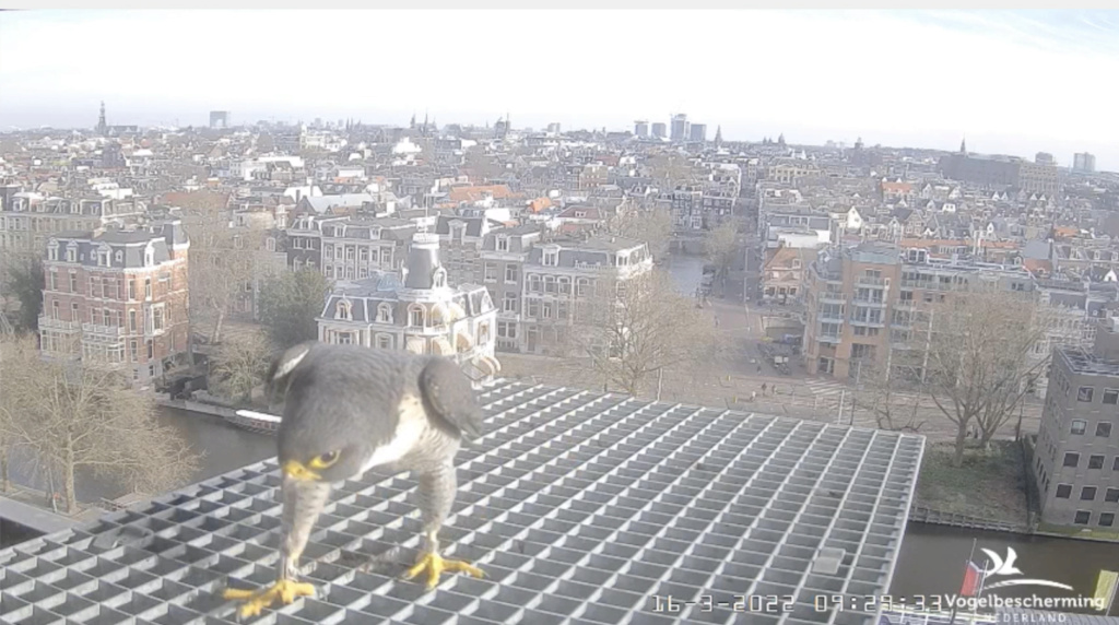 Amsterdam/Rijksmuseum screenshots © Beleef de Lente/Vogelbescherming Nederland - Pagina 4 Scher600