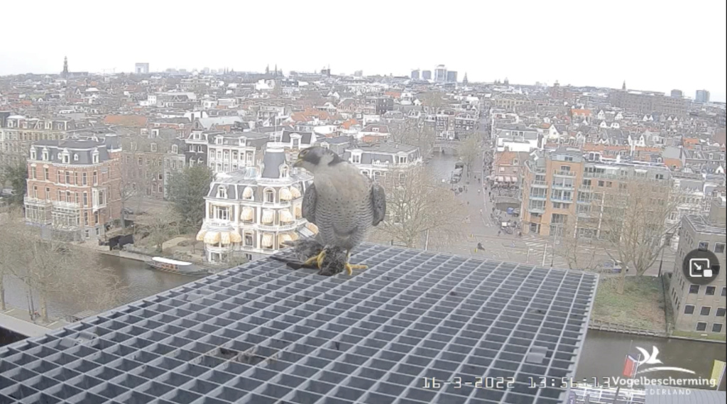 Amsterdam/Rijksmuseum screenshots © Beleef de Lente/Vogelbescherming Nederland - Pagina 4 Scher606