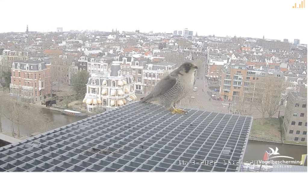 Amsterdam/Rijksmuseum screenshots © Beleef de Lente/Vogelbescherming Nederland - Pagina 4 Scher607