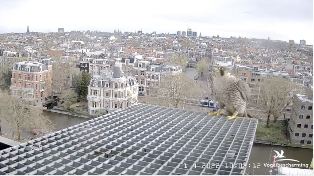 Amsterdam/Rijksmuseum screenshots © Beleef de Lente/Vogelbescherming Nederland - Pagina 13 Scher697