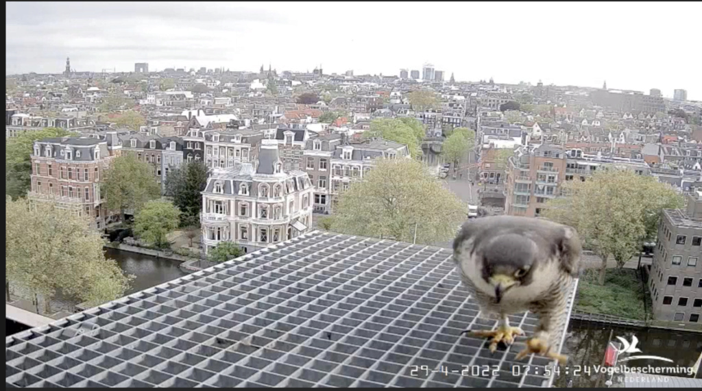 Amsterdam/Rijksmuseum screenshots © Beleef de Lente/Vogelbescherming Nederland - Pagina 26 Scher911