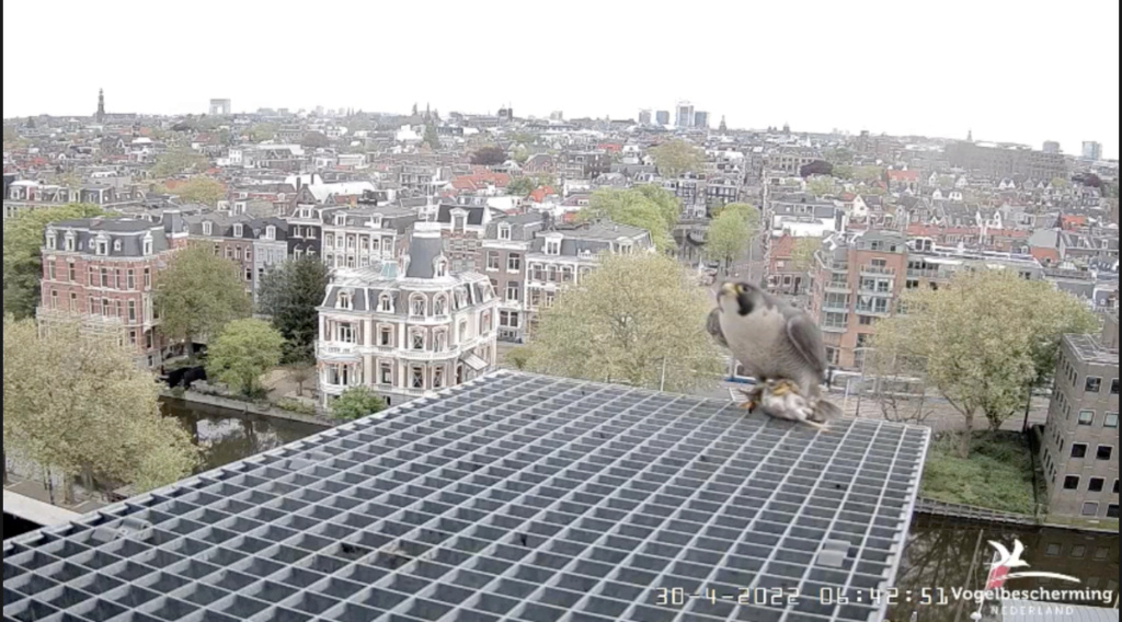 Amsterdam/Rijksmuseum screenshots © Beleef de Lente/Vogelbescherming Nederland - Pagina 26 Scher922