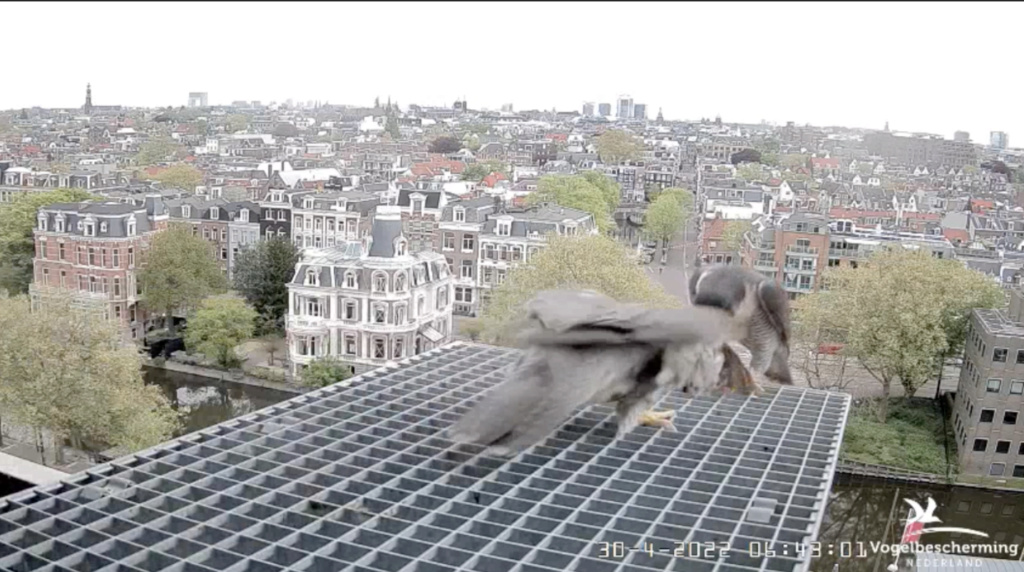 Amsterdam/Rijksmuseum screenshots © Beleef de Lente/Vogelbescherming Nederland - Pagina 26 Scher923