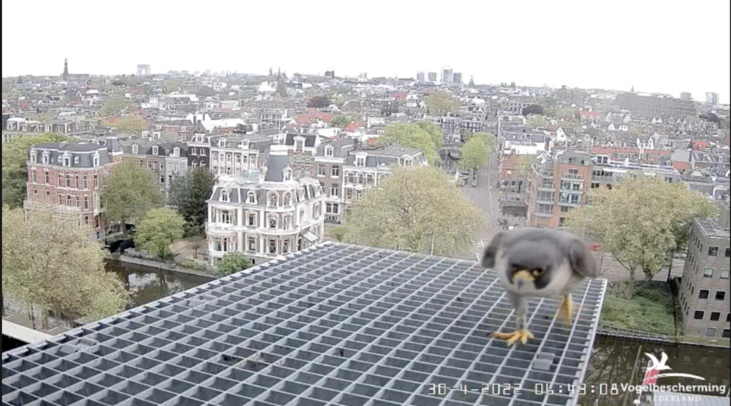 Amsterdam/Rijksmuseum screenshots © Beleef de Lente/Vogelbescherming Nederland - Pagina 26 Scher924
