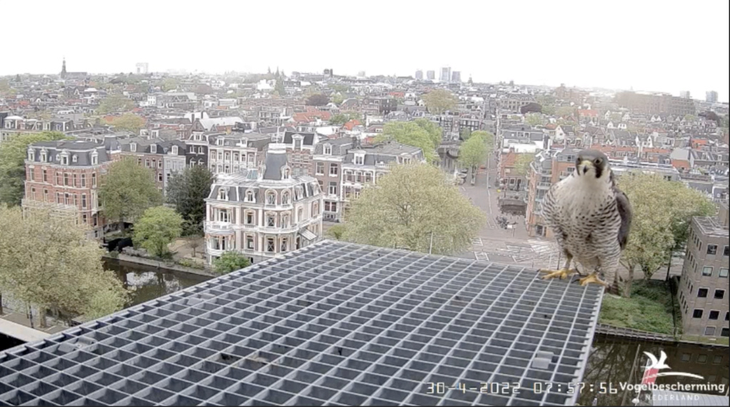 Amsterdam/Rijksmuseum screenshots © Beleef de Lente/Vogelbescherming Nederland - Pagina 26 Scher927