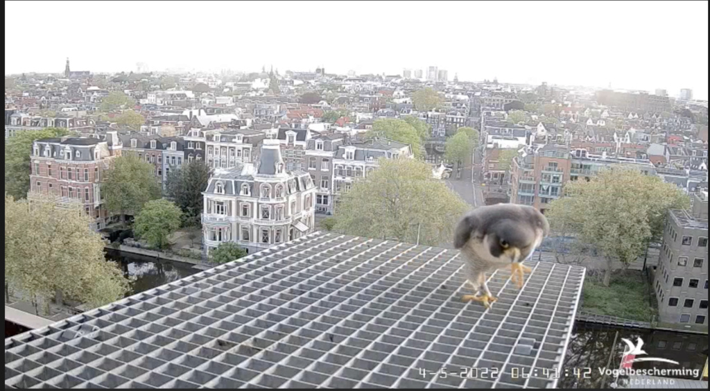 Amsterdam/Rijksmuseum screenshots © Beleef de Lente/Vogelbescherming Nederland - Pagina 30 Scher980